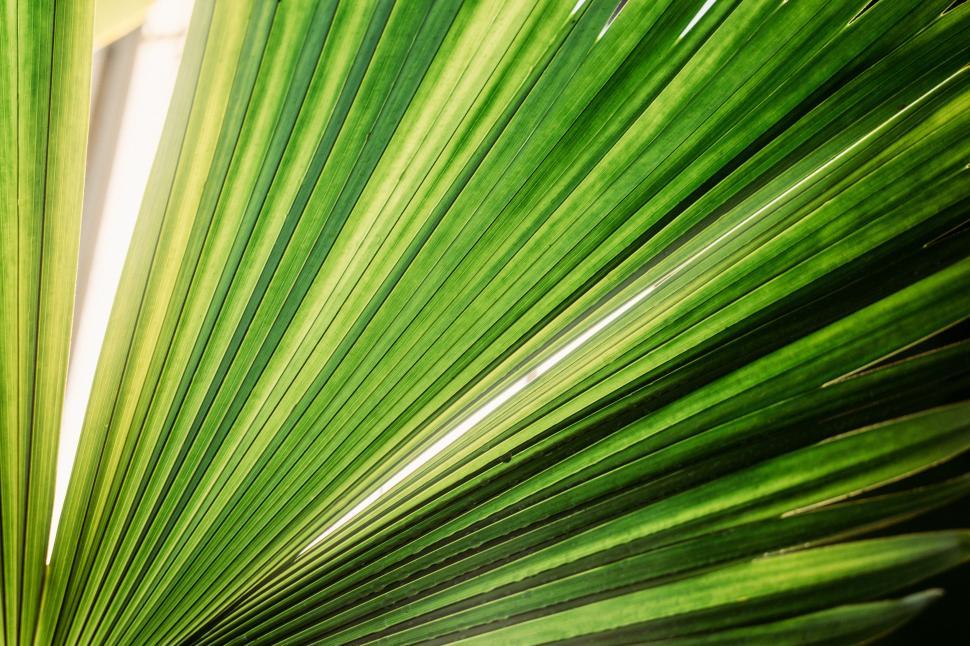 Free Image of Close Up of a Large Green Leaf 