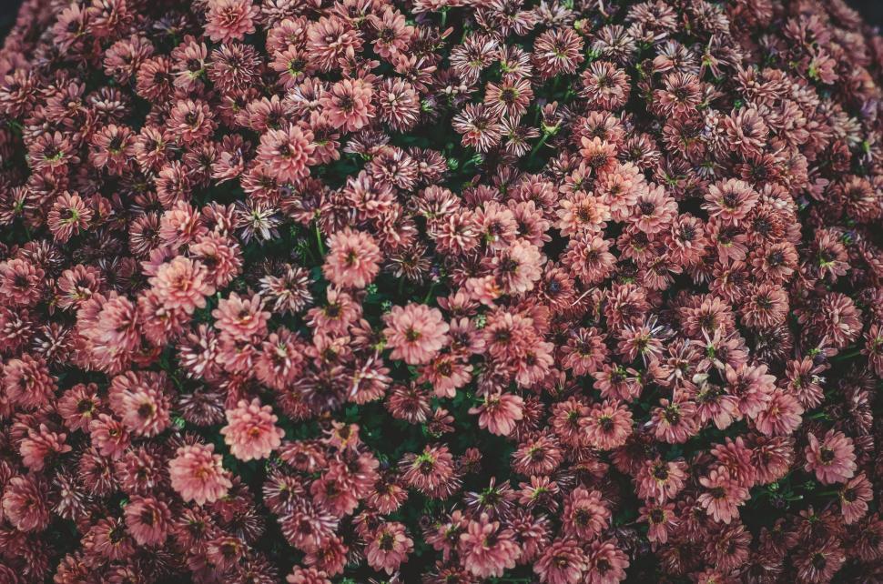 Free Image of Small Pink Flowers in a Vase 
