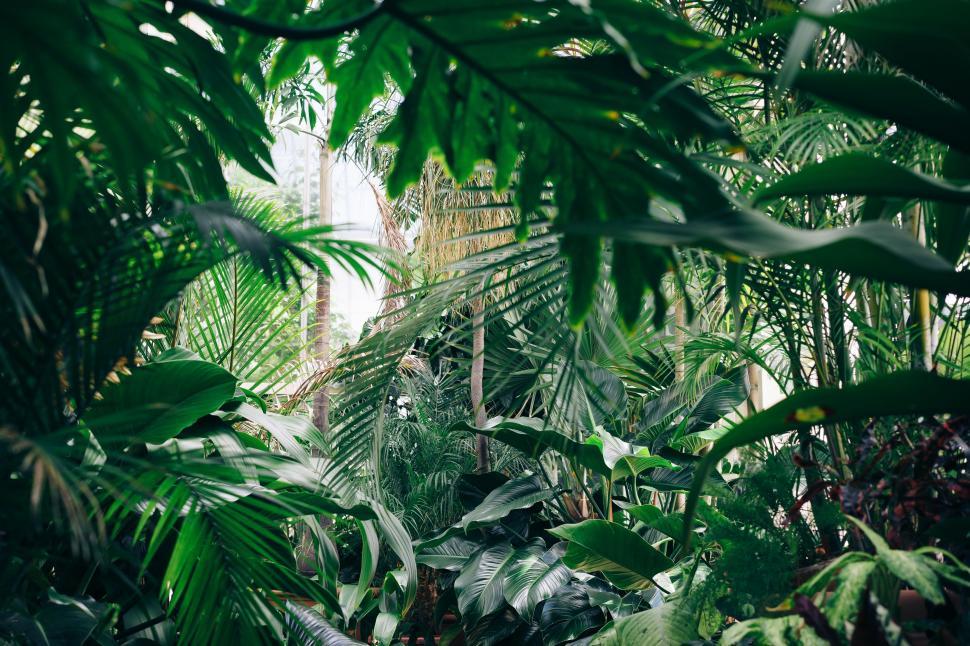 Free Image of Lush Green Forest Filled With Plants 