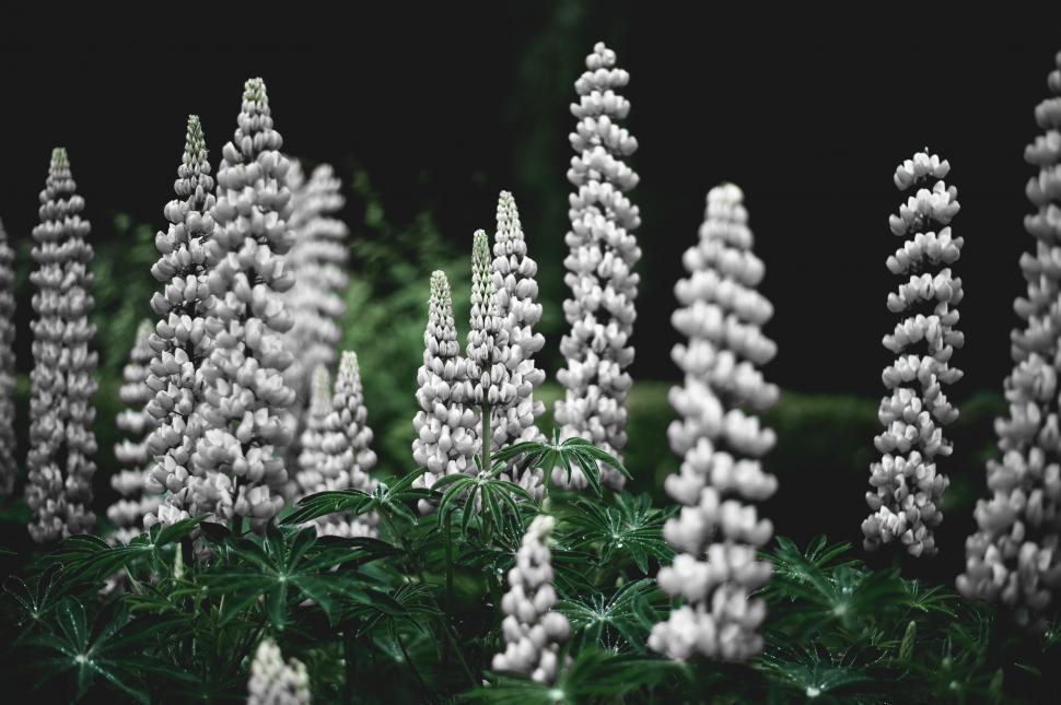 Free Image of Group of White Flowers on Lush Green Field 