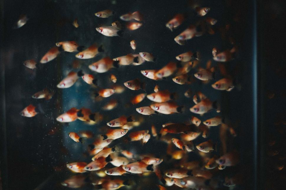 Free Image of School of Fish in Glass Container 