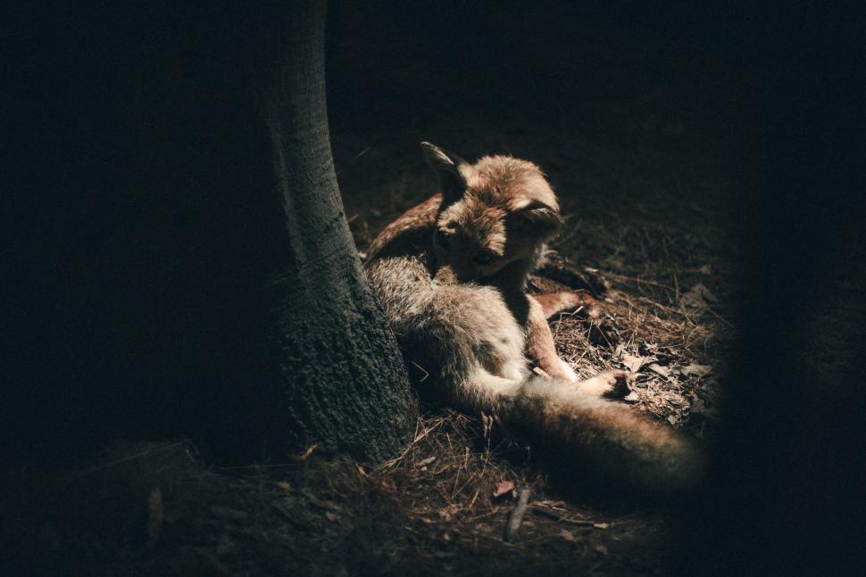 Free Image of Stuffed Animal Resting Next to Tree 