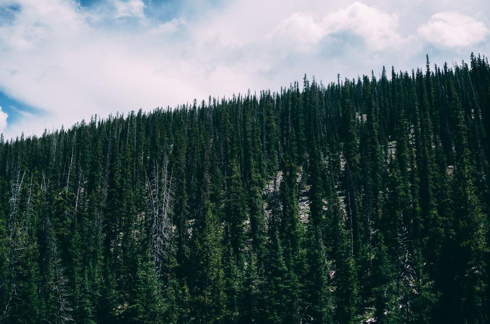 Free Image of Group of Trees Standing in Grass 