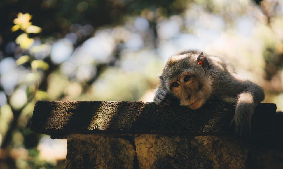 Free Image of Small Animal Perched on Stone Wall 