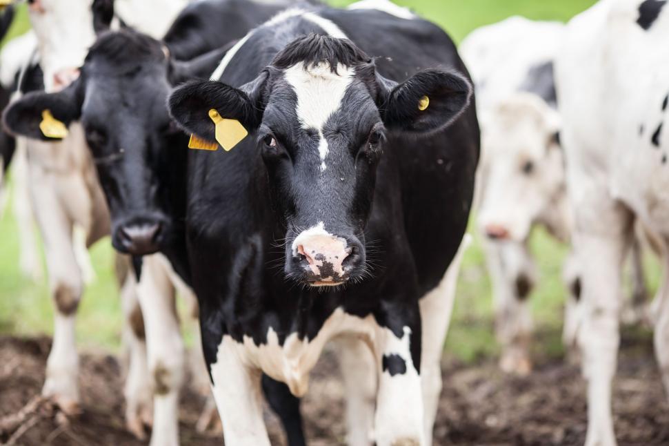 Free Image of Herd of Black and White Cows Standing in Field 
