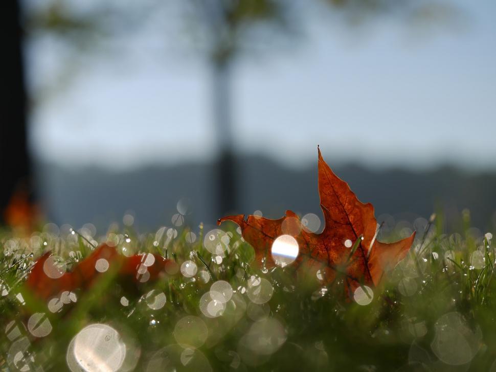 Free Image of Red Leaf on Lush Green Field 
