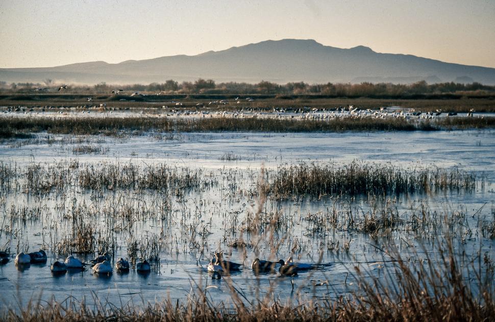 free-stock-photo-of-large-group-of-waterfowl-on-the-marsh-download