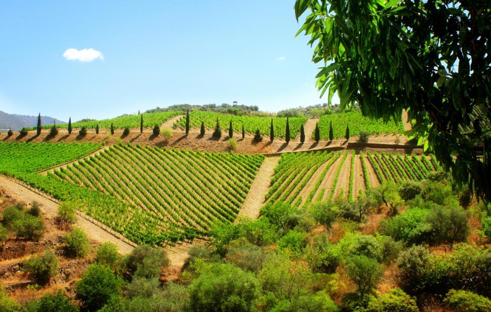 Free Stock Photo of Vineyard in the Douro Valley - Quinta de Vargellas | Download Free Images and Free Illustrations