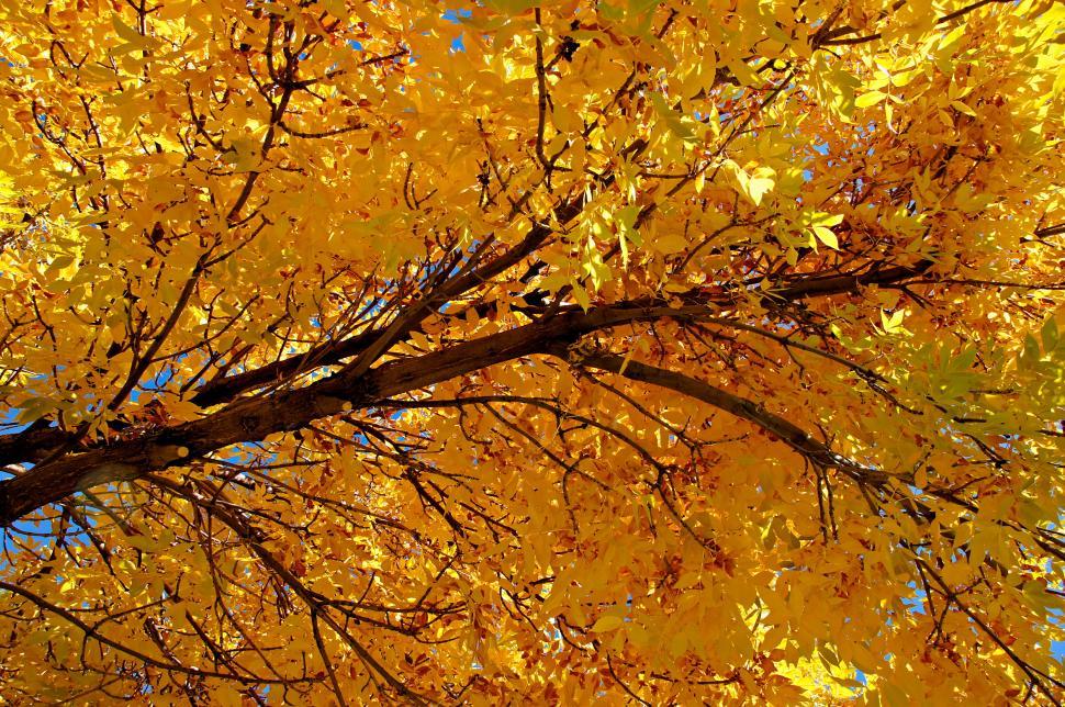 Free Stock Photo of Colorado Golden Autumn II | Download Free Images ...