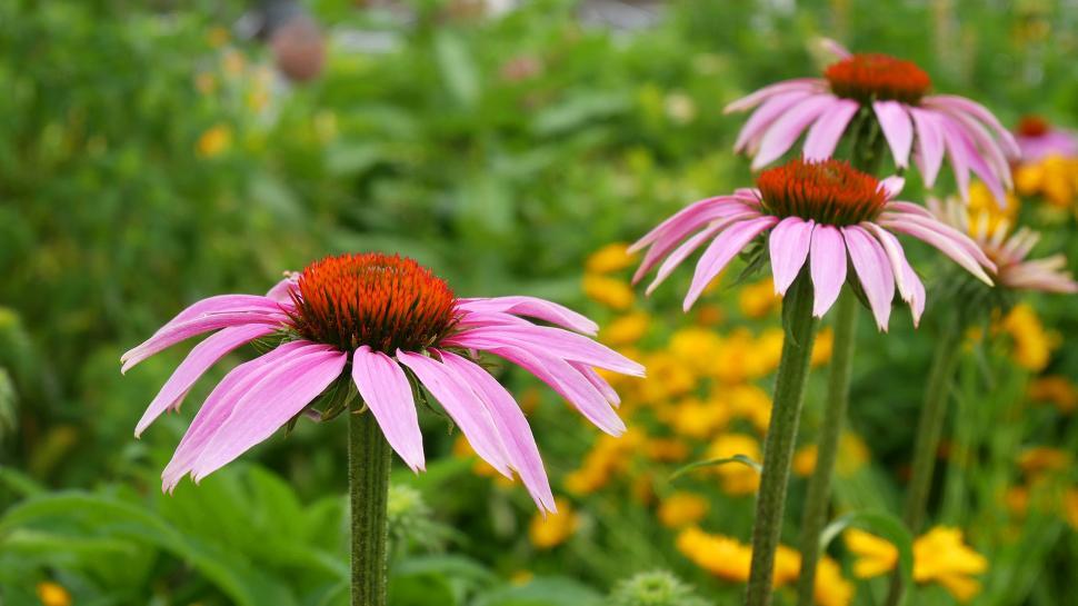 Free Image of Three Pink Coneflowers 