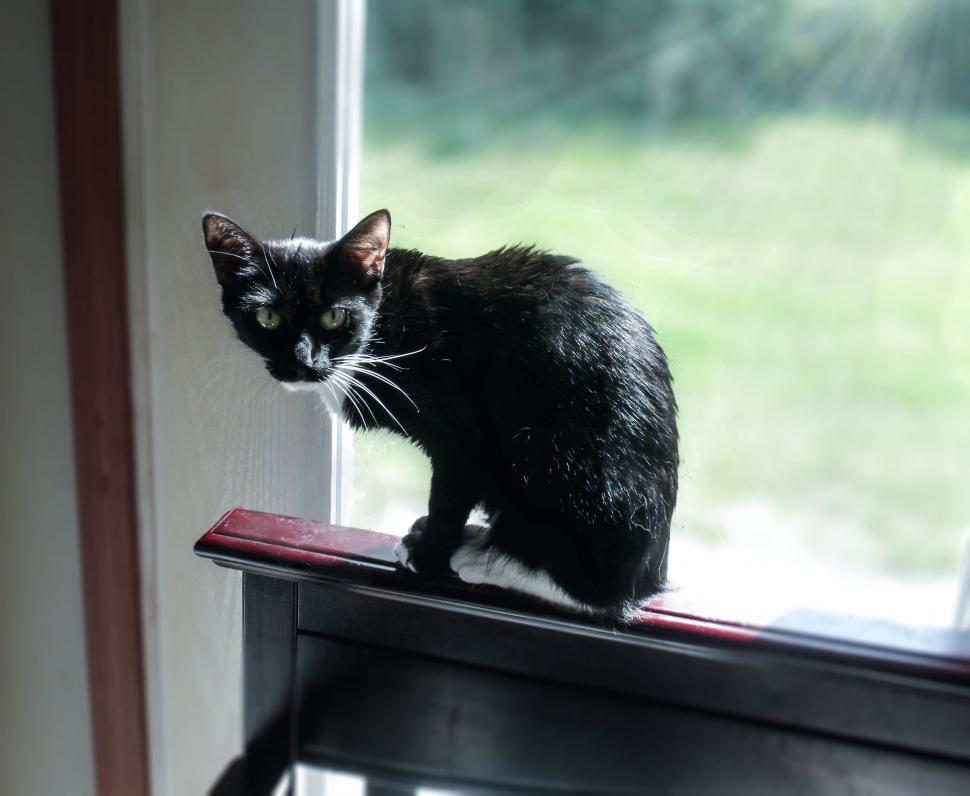 Free Image of Black cat  