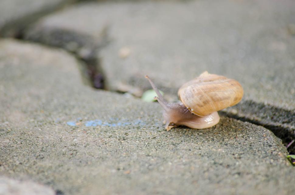Free Image of Snail  