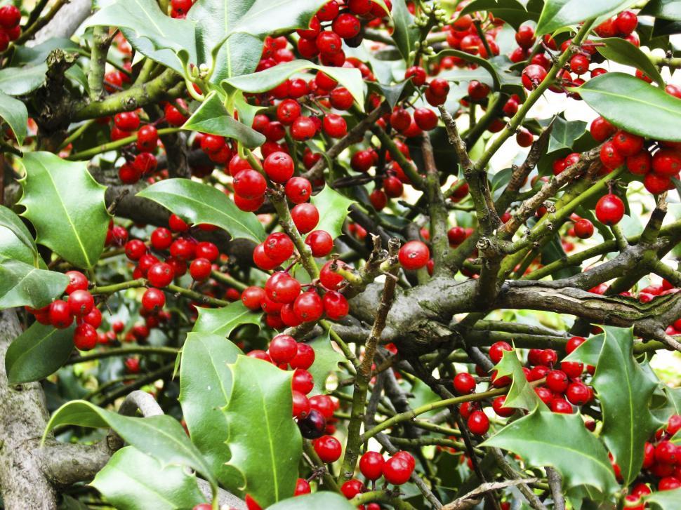 Bright green Christmas holly with red berries isolated on white