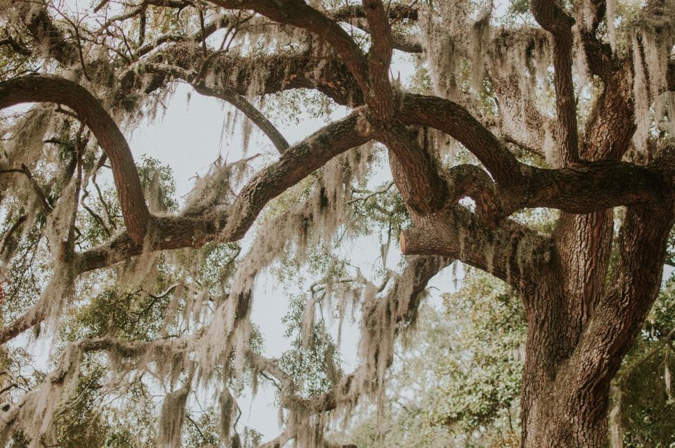 Free Image of Majestic Tree Covered in Moss 
