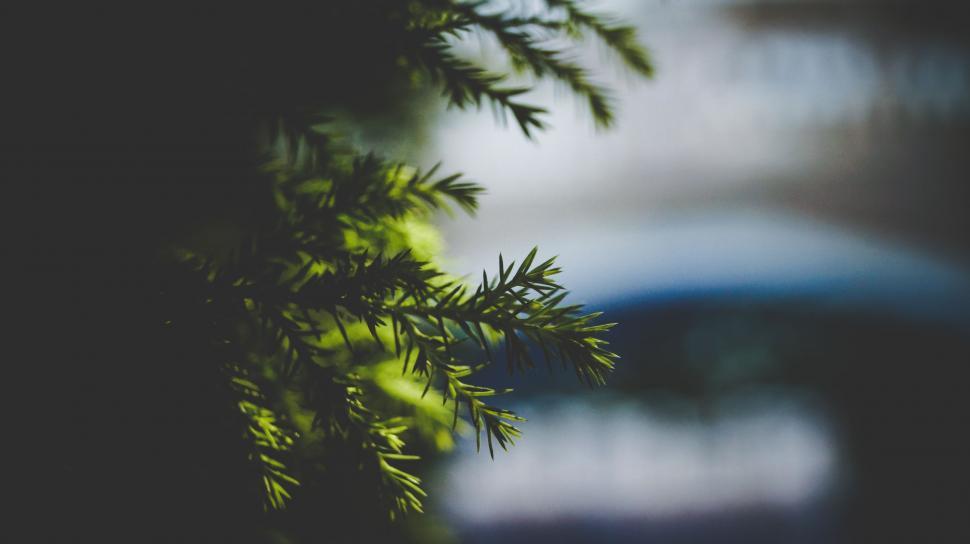 Free Image of Blurry Tree Branch With Bridge in Background 