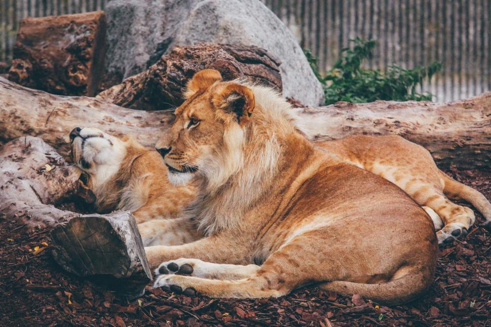 Free Image of Couple of Lions Resting on a Dirt Field 