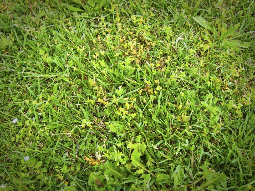 Free Image of grass 