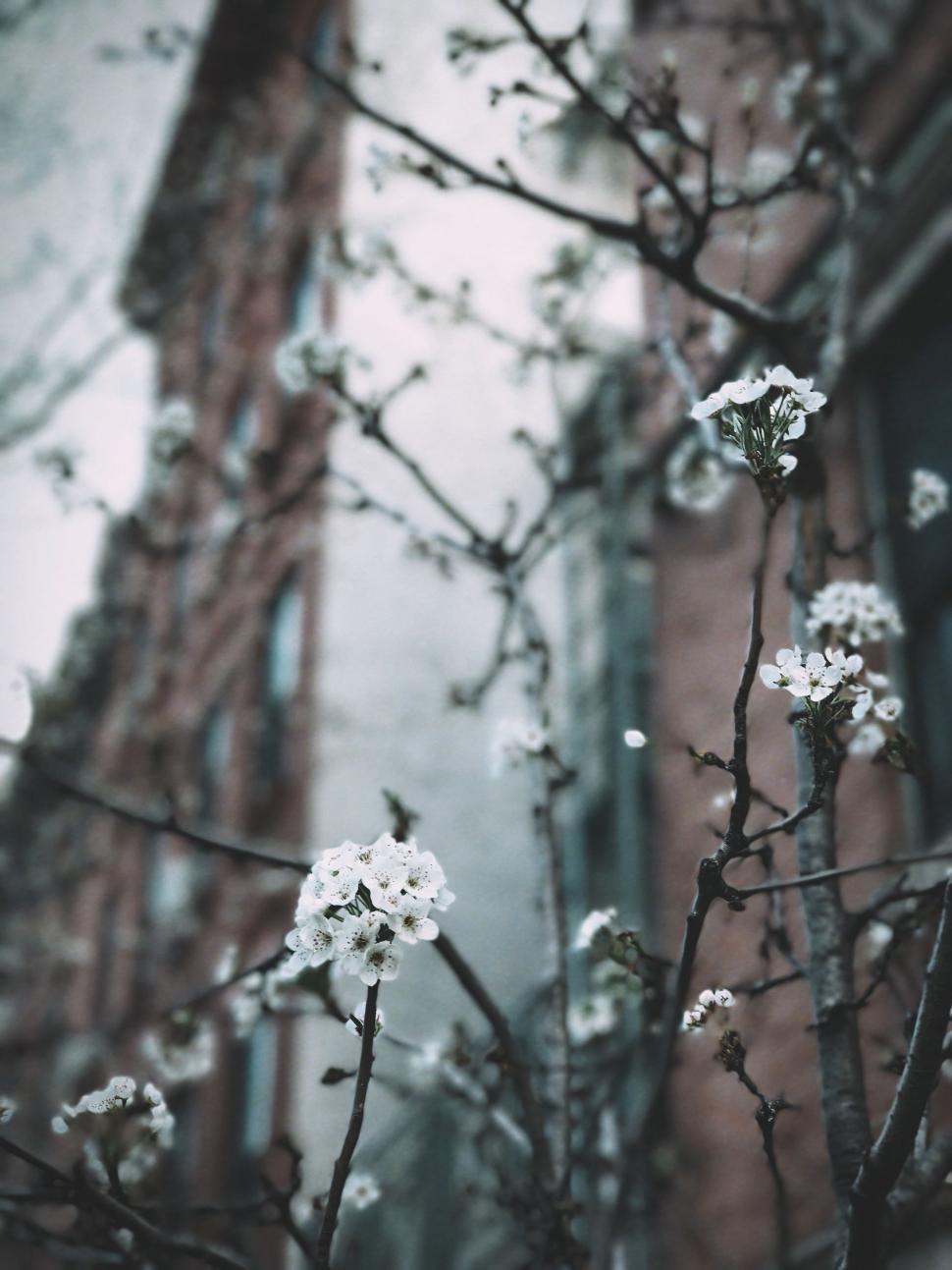 Free Image of Tree in Front of Building 