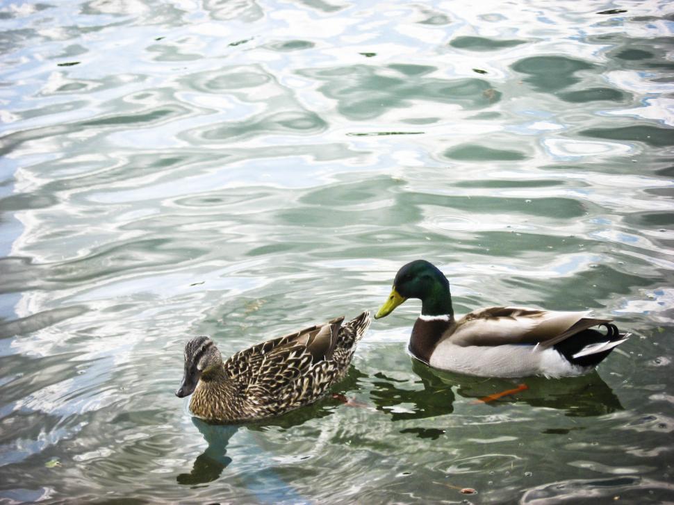Free Image of Ducks out on the lake 