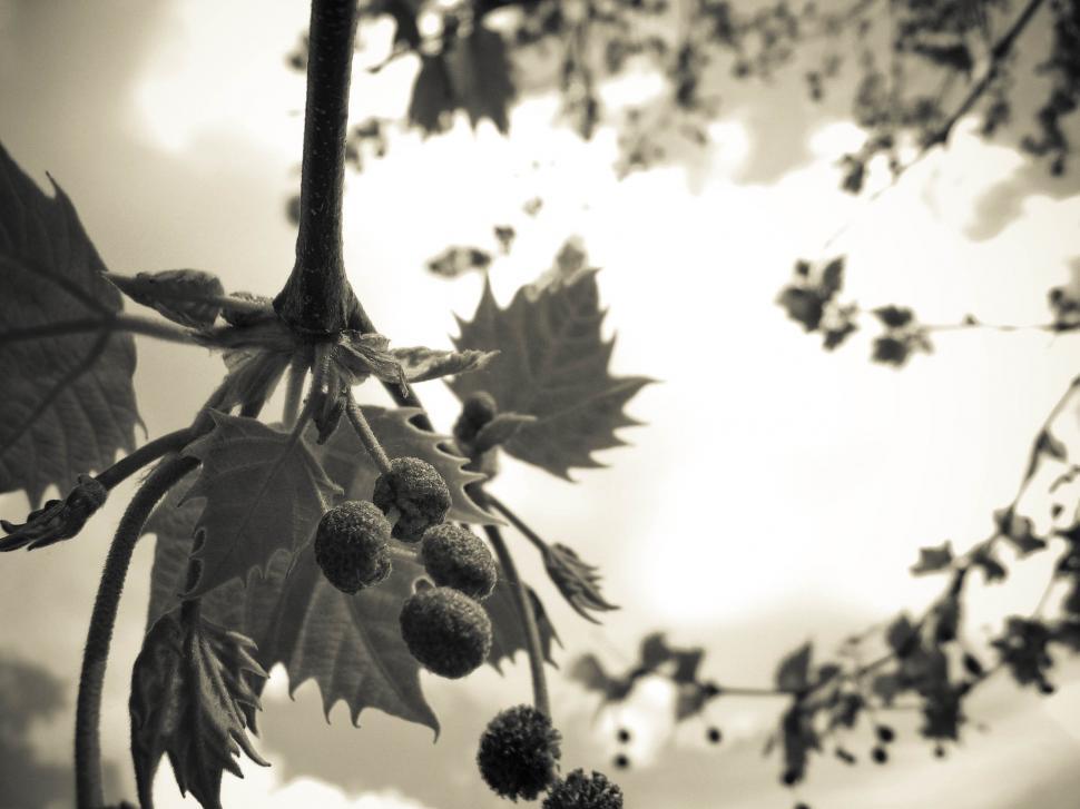 Free Image of Maple Tree Branch and Sun 