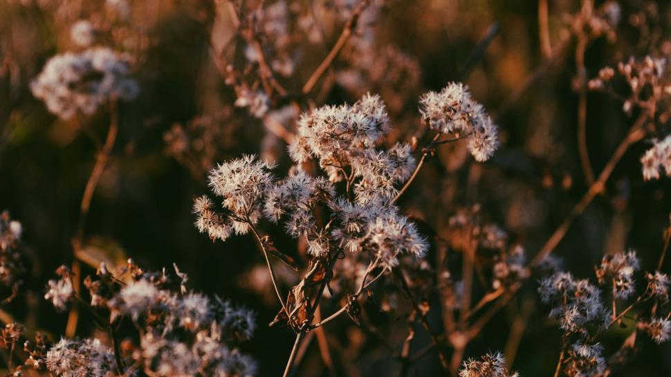Free Image of Flowers Arranged in Grass 