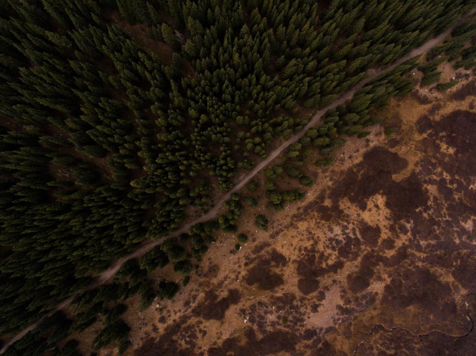Free Image of Aerial View of Tree in Darkness 
