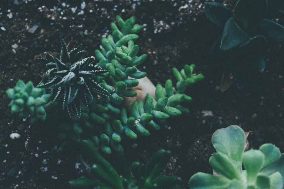 Free Image of Close Up of a Plant With Green Leaves 