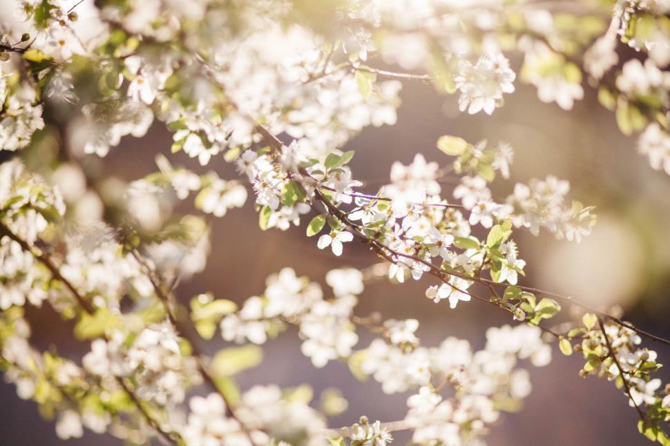 Free Image of Close Up of a Tree With White Flowers 