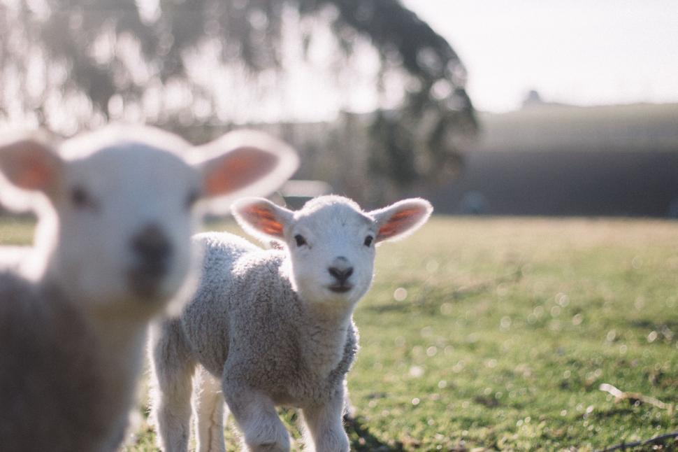 Free Image of Two Sheep Standing on Lush Green Field 