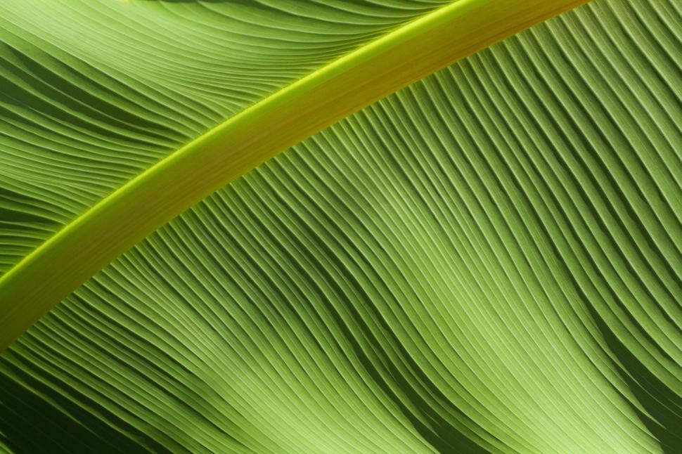Free Image of Close Up of a Large Green Leaf 