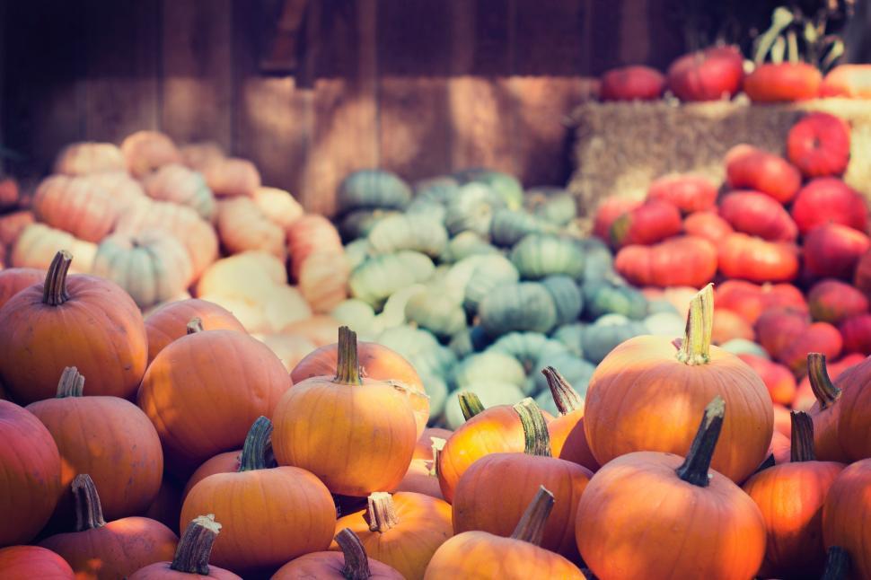 Free Image of Pile of Pumpkins Sitting Together 