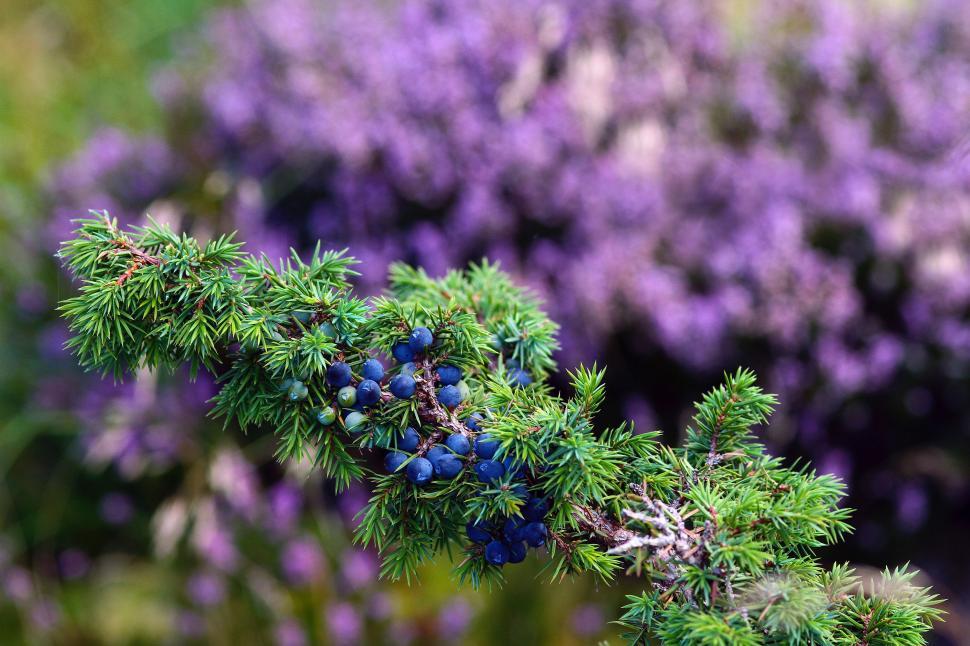 Free Image of Branch of Tree With Berries 