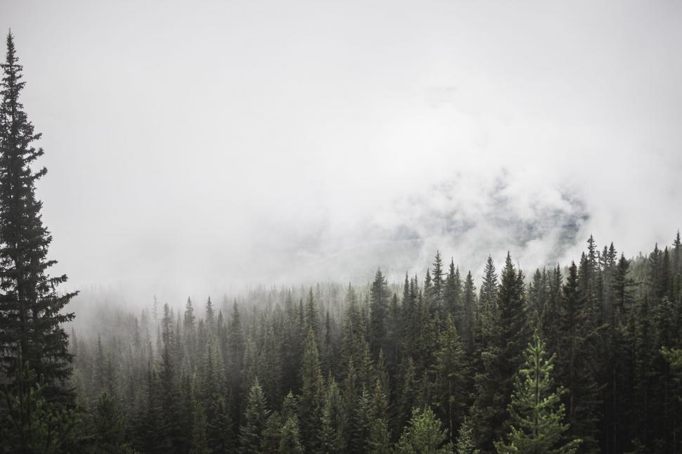 Free Image of Black and White Forest Landscape 
