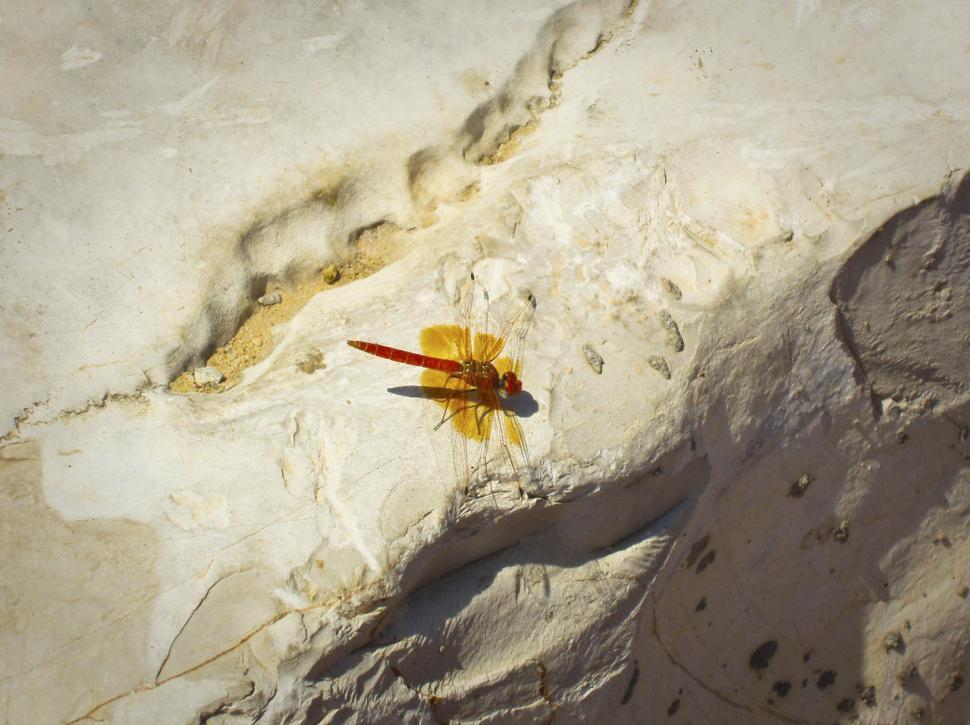 Free Image of Dragonfly  
