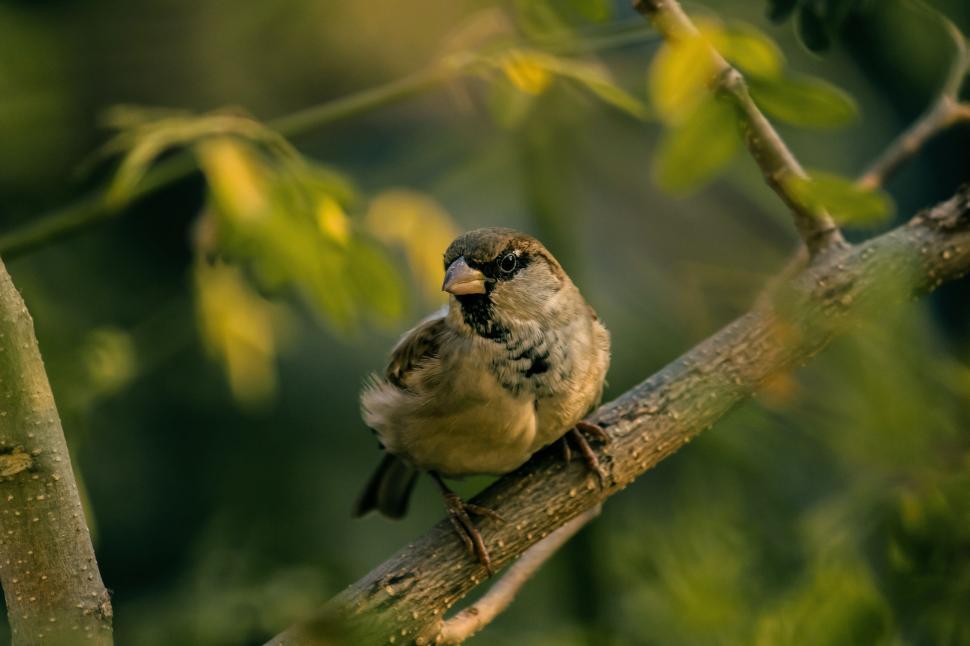 Free Image of Small Bird Perched on Tree Branch 