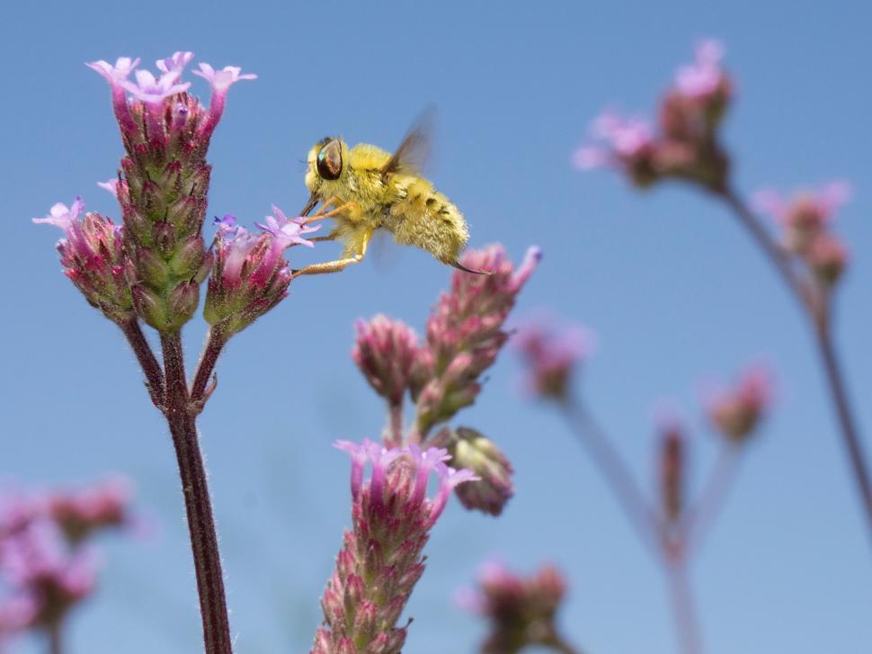 Free Image of Small Yellow and Black Insect on Purple Flower 