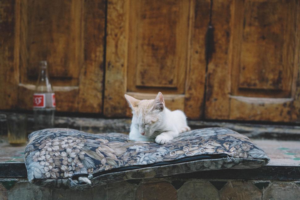 Cat Laying on Top of Pillow on Ground