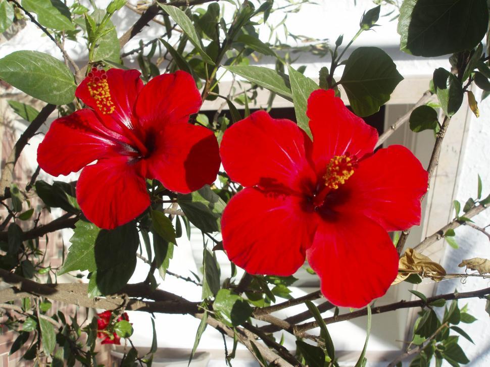 Free Image of Two red flowers 
