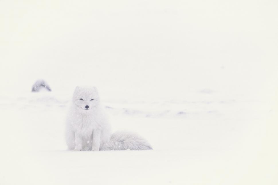 Free Image of Dog Sitting in Snow on Beach 