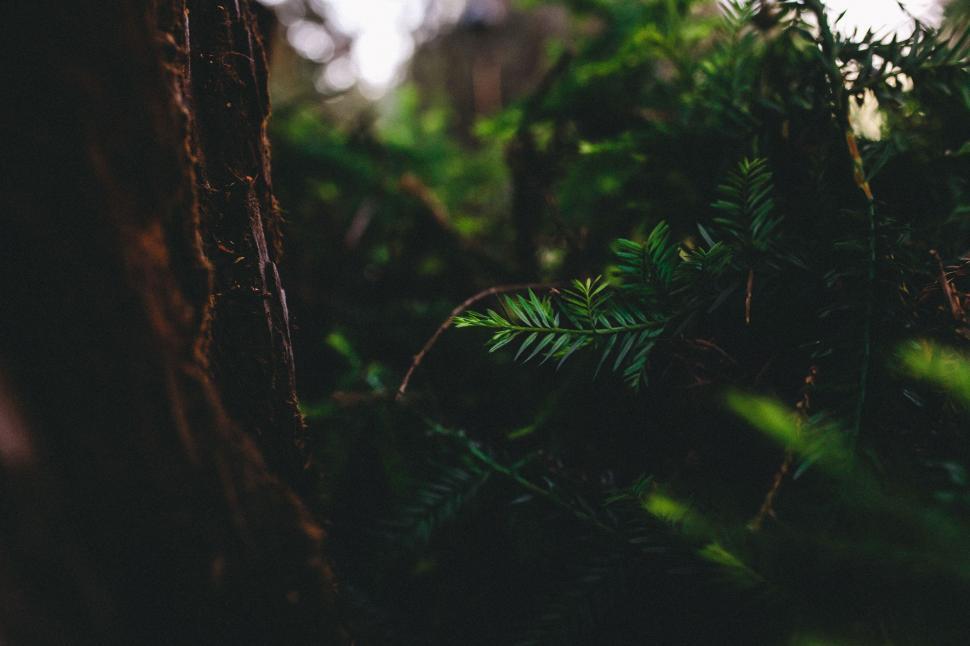 Free Image of Blurry Photo of a Tree in the Woods 