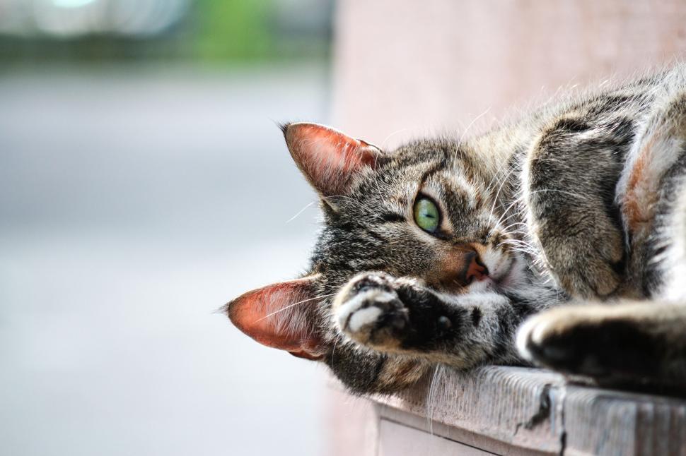 Free Image of Cat Laying on Top of Window Sill 