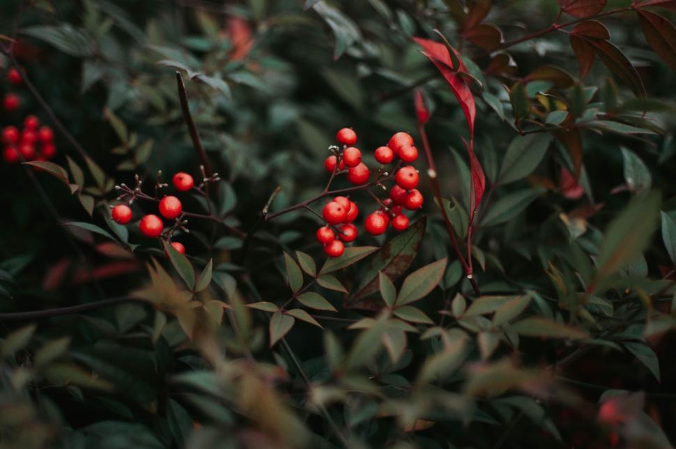 Free Image of Bush With Red Berries and Green Leaves 