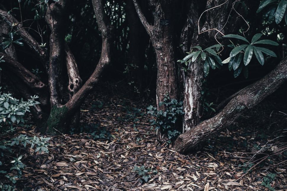Free Image of Black and White Forest Landscape 