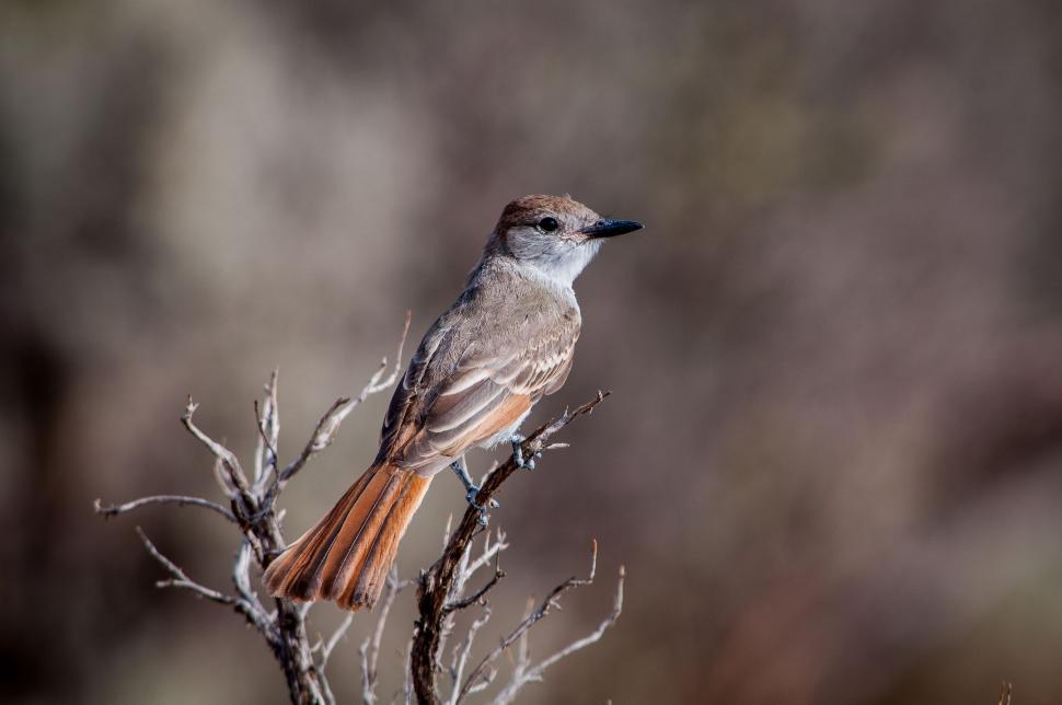Free Image of Small Bird Perched on Top of a Tree Branch 