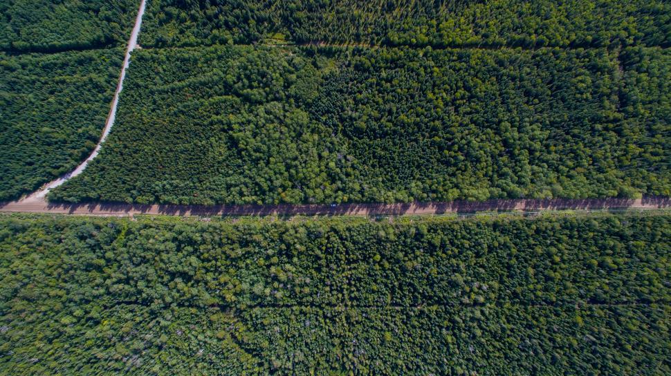 Free Image of Aerial View of Road Surrounded by Trees 