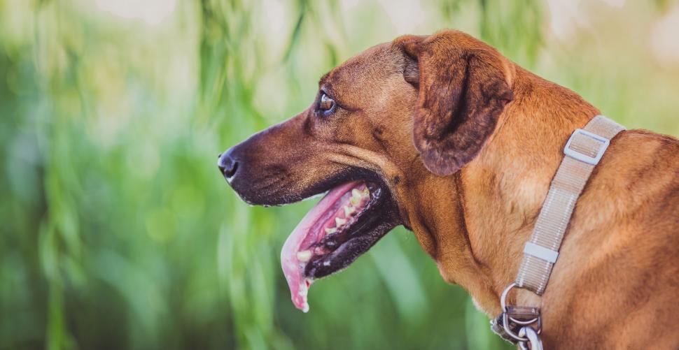 Free Image of A Painting of a Dog With Its Mouth Open 