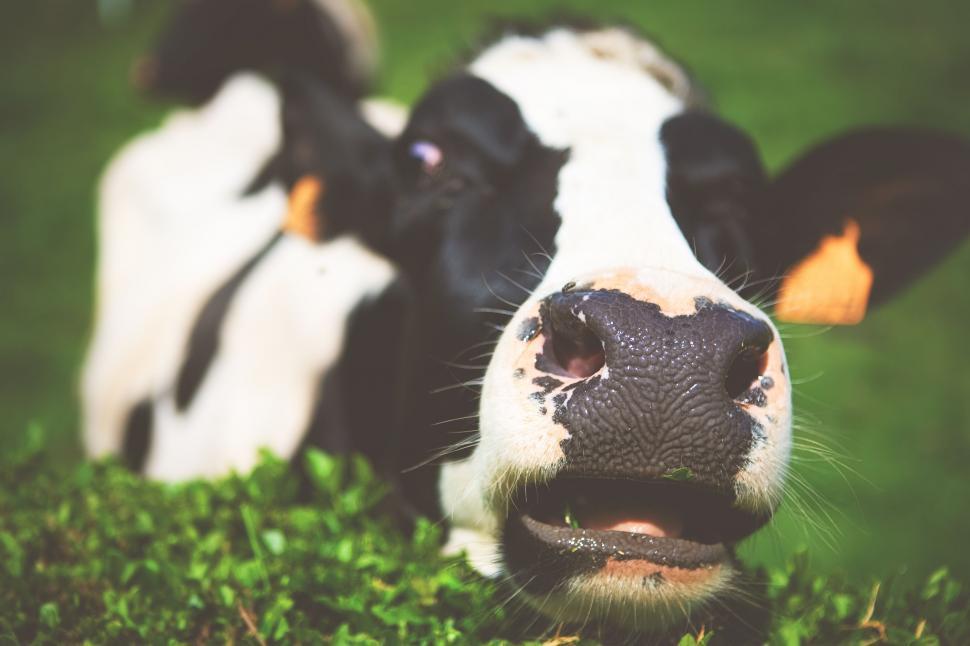 Free Image of Black and White Cow Resting on Lush Green Field 