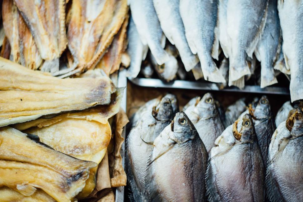 Free Image of School of Fish Resting on Shelf 