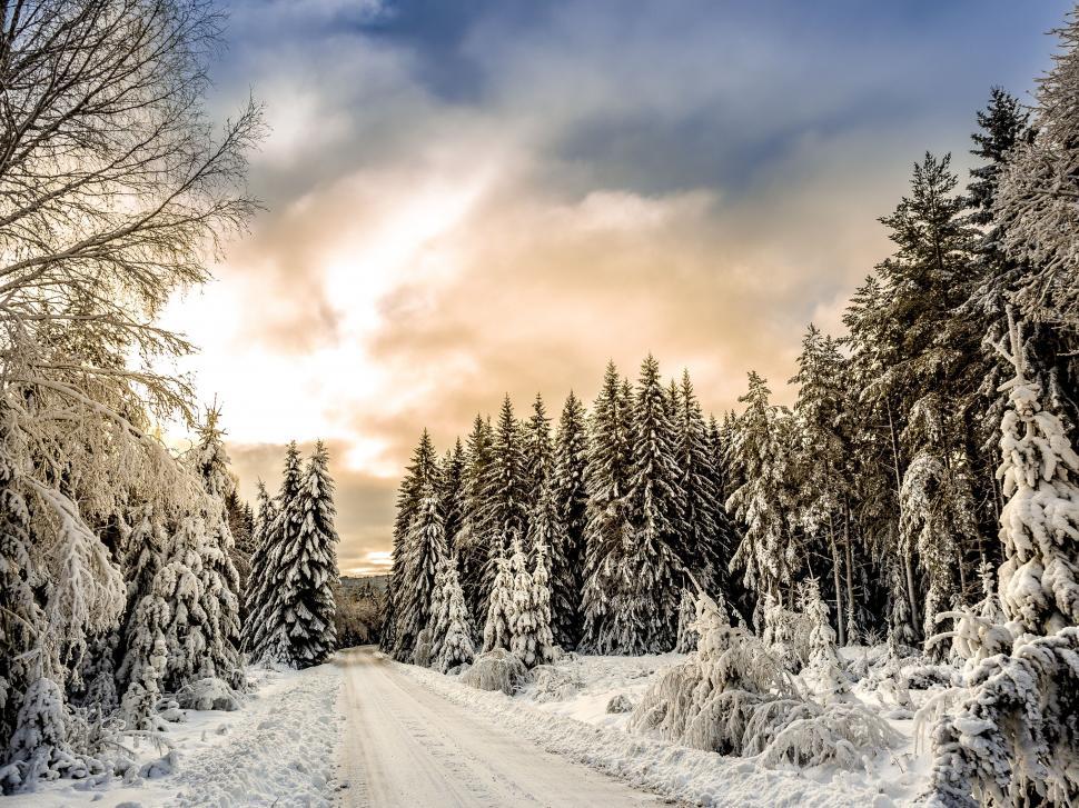 Free Image of Snow Covered Road Surrounded by Trees Under a Cloudy Sky 