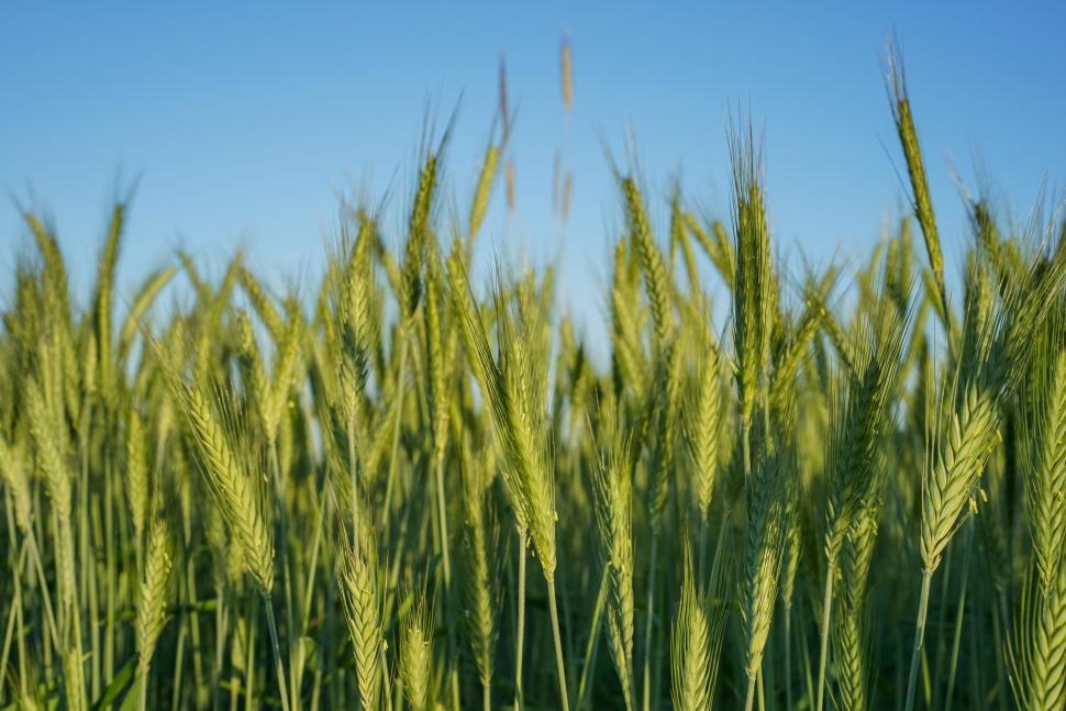 Free Image of Lush Green Grass Field Under Blue Sky 